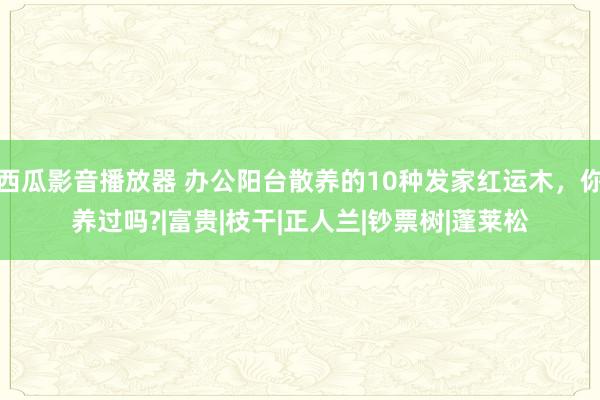 西瓜影音播放器 办公阳台散养的10种发家红运木，你养过吗?|富贵|枝干|正人兰|钞票树|蓬莱松