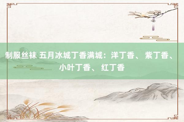 制服丝袜 五月冰城丁香满城：洋丁香、 紫丁香、 小叶丁香、 红丁香